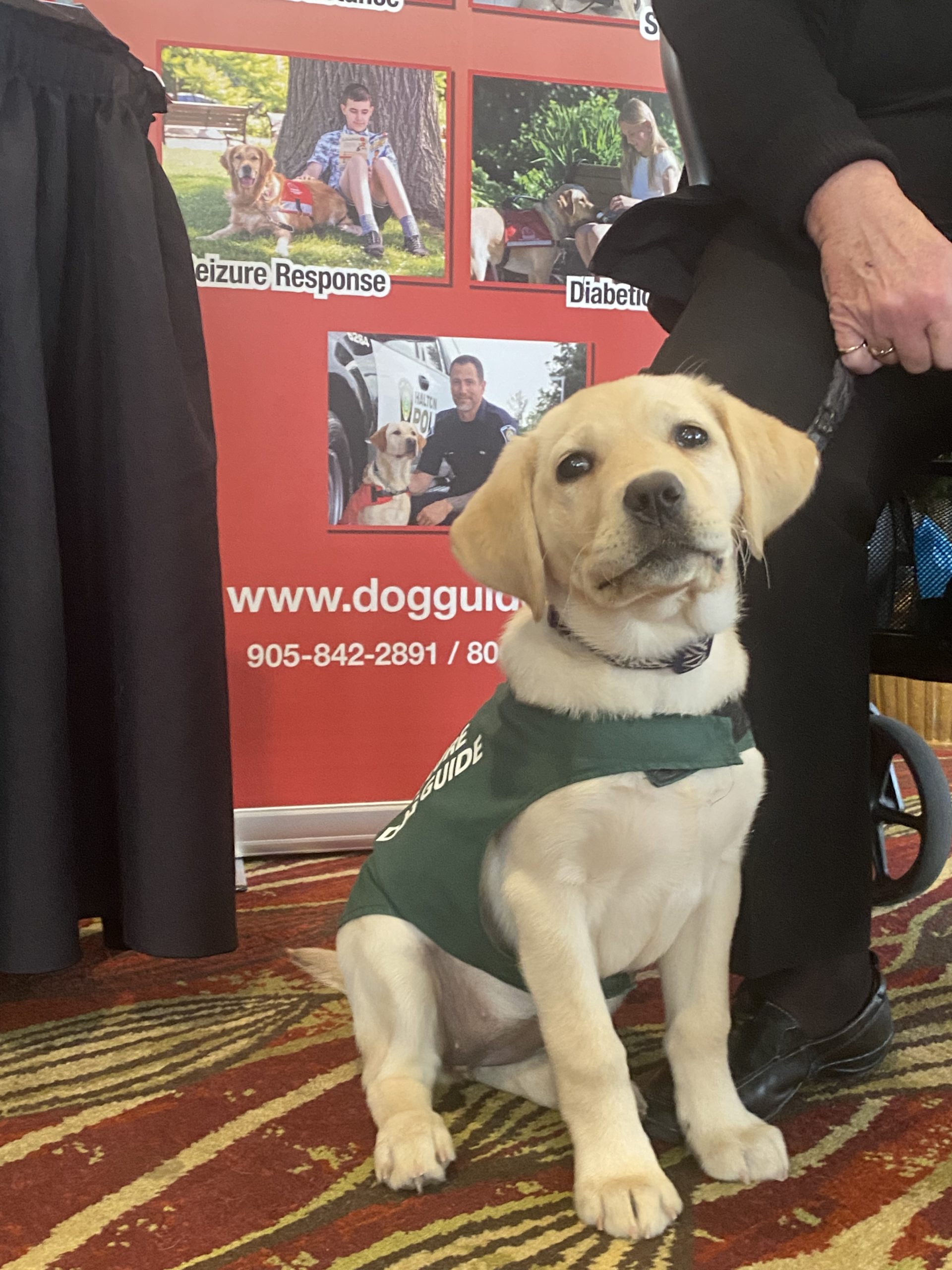 Future Dog Guide puppy, yellow Labrador Retriever