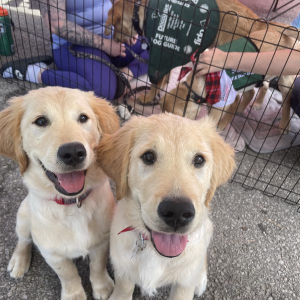 Two Future Dog Guide puppies, golden retrievers