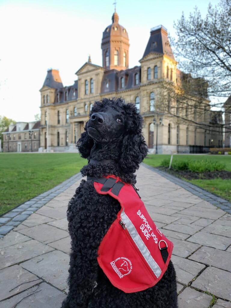 Marielle lends a paw in the Courtroom