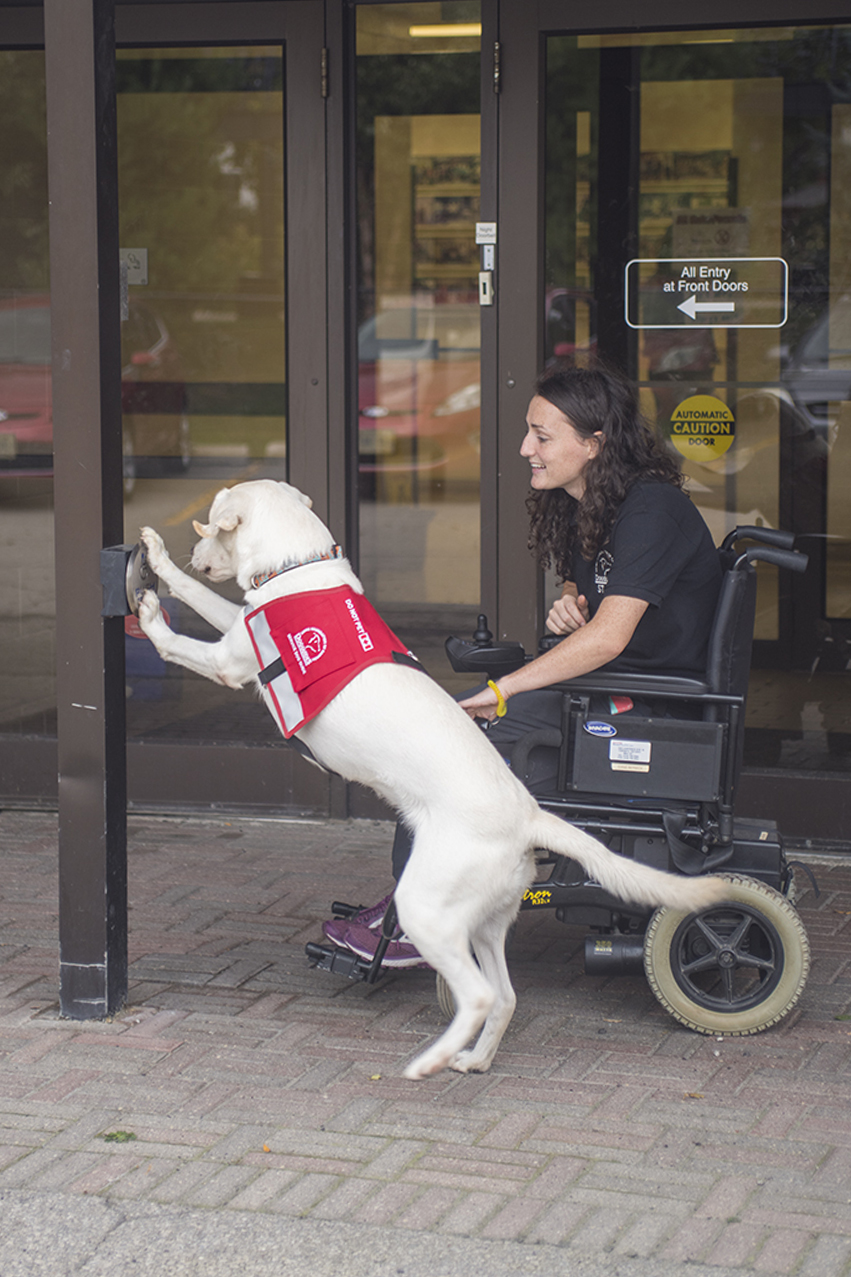 dog learning to push a button to open doors