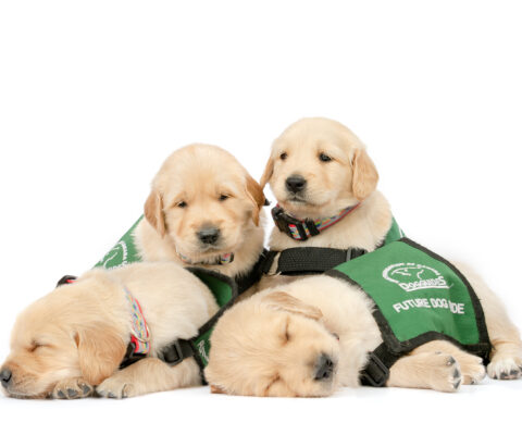 group of golden puppies sleep side by side