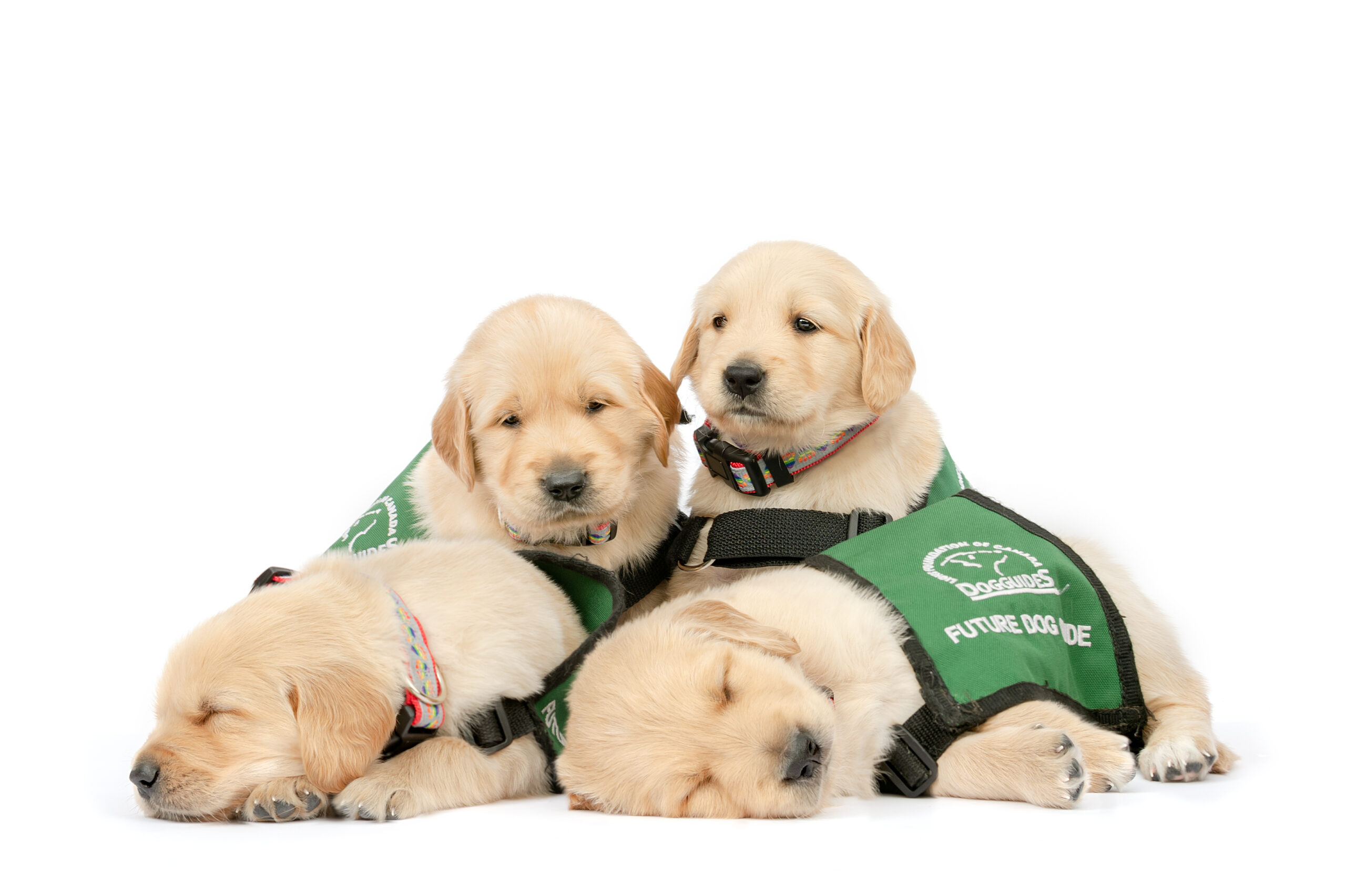 group of golden puppies sleep side by side