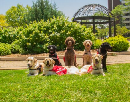 seven dogs in harness sit for a photo