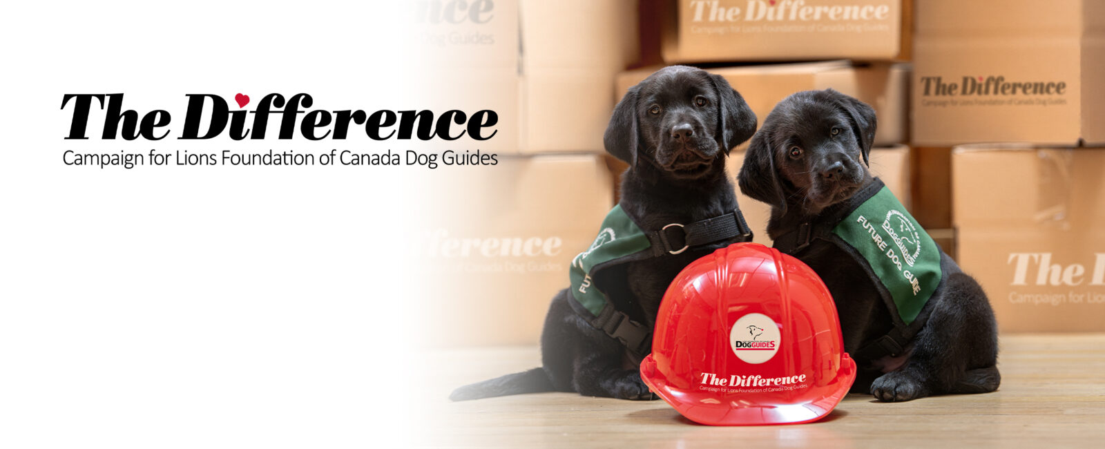 Two black lab puppies sit behind red construction hat