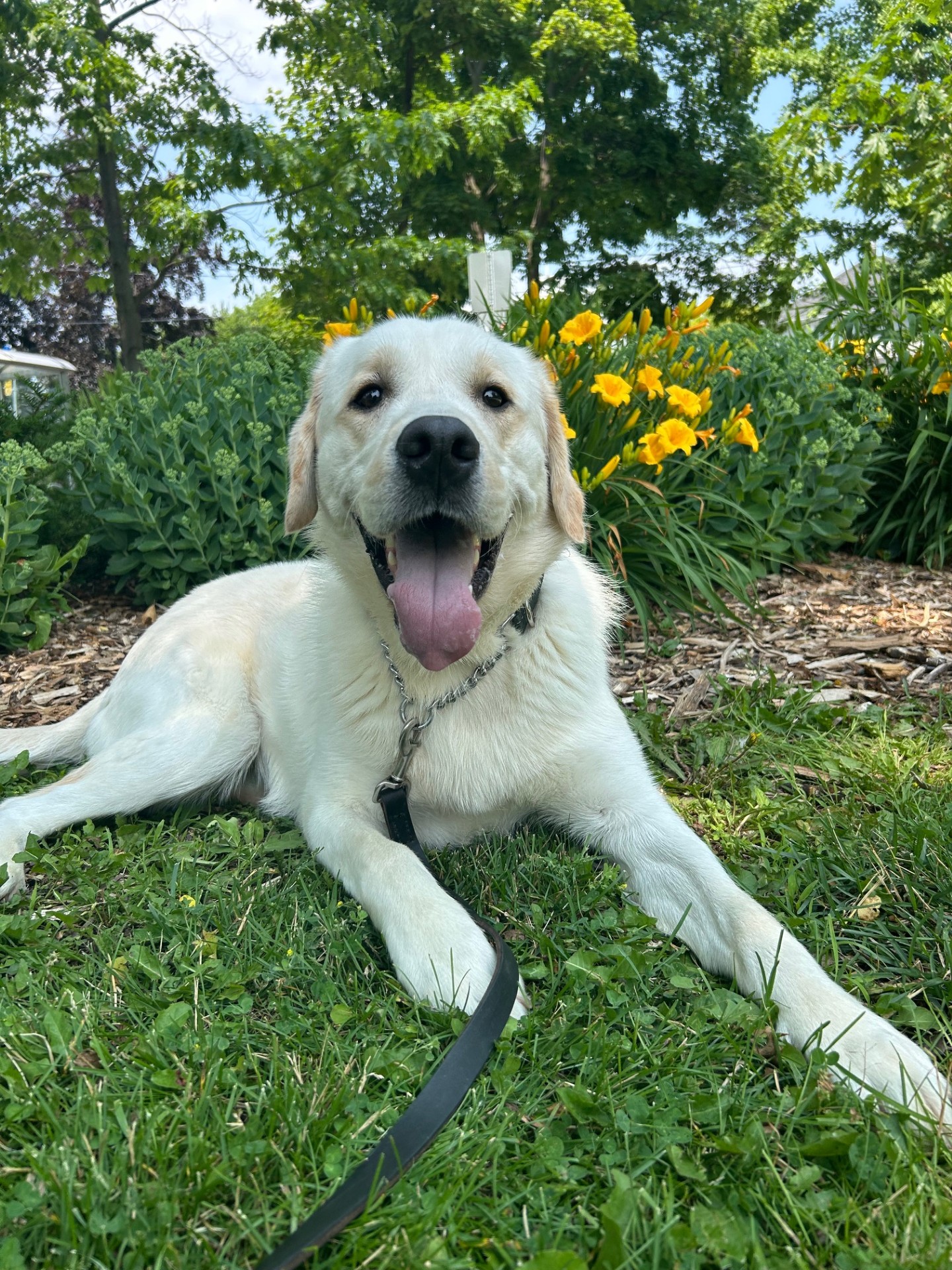 Elvis - Pending - Lions Foundation of Canada Dog Guides