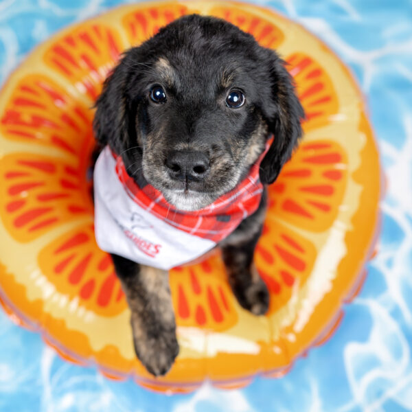 Dog Guide puppy in a pool floatie
